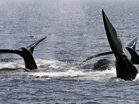 FILE - In this April 10, 2008 file photo, a ballet of three North Atlantic right whale tails break the surface off Provincetown, Mass., in Cape Cod Bay. Marine conservation groups say the endangered North Atlantic right whale is having such a bad year for accidental deaths in 2017 that all the mortality could challenge the species' ability to recover in the future. There are thought to be no more than 500 of the giant animals left. Biologists say there have been 12 known deaths of the whales since April, meaning about 2 percent of the population had died in just a few months. (AP Photo/Stephan Savoia, File)