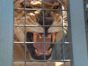 A lion rescued from a zoo in the war-torn Syrian city of Aleppo bares its teeth from inside a cage before being released Friday, Aug. 11, 2011 into the Al-Ma'awa wildlife reserve near the town of Souf in northern Jordan. In all, five lions, two tigers, two bears, two hyenas and two dogs were rescued from an Aleppo zoo by the Austria-based charity Four Paws, with the help of Turkey. (AP Photo/Reem Saad)