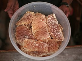 In this Tuesday, Aug. 22, 2017 photo, a Yemeni vendor displays honeycomb for sale in a shop in Sanaa, Yemen. Yemen's ruinous civil war has claimed an unlikely victim: The country's prized honey industry. Thick, rich and as dense as liquid gold, Yemen's honey has traditionally been much sought after in the oil-rich Gulf region, where people highly regard it, both as a healthy food item and as a natural way to strengthen their immune system. (AP Photo/Hani Mohammed)