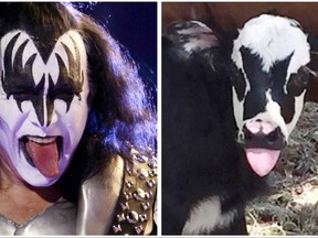 This July 28, 2017, photo at right, provided by Hill Country Visitor in Kerrville, Texas, shows a newborn calf named Genie, with facial marking that resemble Gene Simmons, the bass player for the rock group KISS, shortly after its birth in Kerrville. On Sunday, July 31, 2017, Simmons, shown in an April 5, 2009, file photo, tweeted his admiration for the calf. (Heather Taccetta/Hill Country Visitor via AP, right), (AP Photo/Natacha Pisarenko, left)