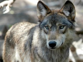 FILE - In this July 16, 2004, file photo, a gray wolf is seen at the Wildlife Science Center in Forest Lake, Minn. A federal appeals court Tuesday, Aug. 1, 2017, retained federal protection for gray wolves in the western Great Lakes region, ruling that the government acted prematurely when it dropped them from the endangered species list. (AP Photo/Dawn Villella, File)