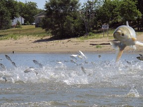 FILE - In this June 13, 2012 file photo, Asian carp, jolted by an electric current from a research boat, jump from the Illinois River near Havana, Ill. The U.S. Army Corps of Engineers is preparing to release a draft report expected out Monday, Aug. 7, 2017, on possible measures at a crucial site in Illinois that could prevent invasive Asian carp from reaching Lake Michigan. AP Photo/John Flesher, File)