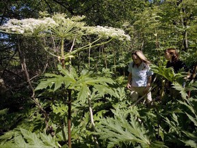 Conservation Lands Planner Victoria Maines, left, and Natural Heritage Ecologist Charlotte Cox walk through a patch of giant hogweed in Terra Cotta, Ont. on July 20, 2009. It can cause third degree burns and even permanent blindness - and it's spreading. Giant hogweed is cutting a wider swath in B.C. and Ontario, and the Nature Conservancy of Canada is urging people across the country to document sightings of the towering green plant with large umbels of white flowers and a clear sap. THE CANADIAN PRESS/Darren Calabrese