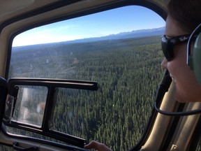 Kate Lindsay, vice-president of sustainability and environmental partnerships for the Forest Products Association of Canada takes a helicopter tour near Hinton, Alta., in an undated handout photo. Canada's forestry industry says a proposed federal plan to protect caribou is a risky experiment that will do little to help the animals, but will hurt companies already struggling with U.S. softwood tariffs. THE CANADIAN PRESS/HO-Forest Products Association of Canada, Laura Trout, *MANDATORY CREDIT*