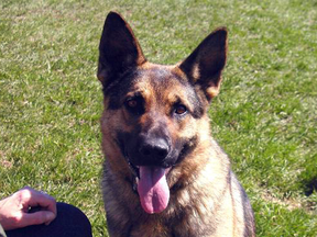 A German Shepherd, similar to the one that died under John MacKenzie’s care.