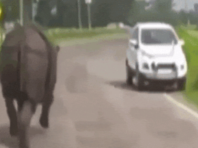 A loose rhino in the streets of Assam, India made sure some drivers' rides were particularly memorable.