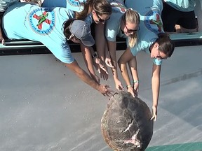 In this Monday, Aug. 28, 2017, photo provided by the Florida Keys News Bureau, staff members from the Florida Keys-based Turtle Hospital release "Chuck Norris," a subadult loggerhead sea turtle, off Marathon, Fla., in the Florida Keys National Marine Sanctuary. The turtle had suffered a boat strike in early March and wildlife officials who rescued it told hospital staff to give the turtle "the toughest name they could think of." Among treatment procedures, the turtle was fitted with four orthopedic plates to stabilize its shell. (Cliff Rydell/Florida Keys News Bureau via AP)