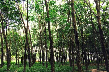 The Vietnamese tap rubber trees for latex outside of Ho Chi Minh City.