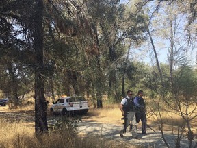 Officers search for a suspect after a shooting in Dobbins, Calif., Tuesday, Aug. 1, 2017. Two California sheriff's deputies were shot and wounded after they responded to reports of an armed and agitated man pulling up plants in the garden of a rural Rastafarian church, authorities said. The shooter remained at large, and the Yuba County deputies were in serious condition and undergoing surgery at Sutter Roseville Medical Center after the shooting in the rural community of Oregon House about 55 miles north of Sacramento. (AP Photo/Sophia Bollag)