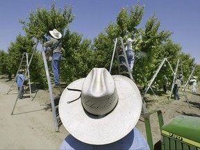 FILE - In this May 13, 2004 file photo, a foreman watches workers pick fruit in an orchard in Arvin, Calif. On Friday, Aug. 18, 2017, state regulators say they're tightening the rules on the pesticide chlorpyrifos over new health concerns. Officials are moving to put it on a list of chemicals known to be harmful to humans and also increase the distance farmers can apply it from schools and homes. (AP Photo/Damian Dovarganes, File)