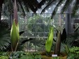 The U.S. Botanic Garden expects three corpse flowers to bloom this week.