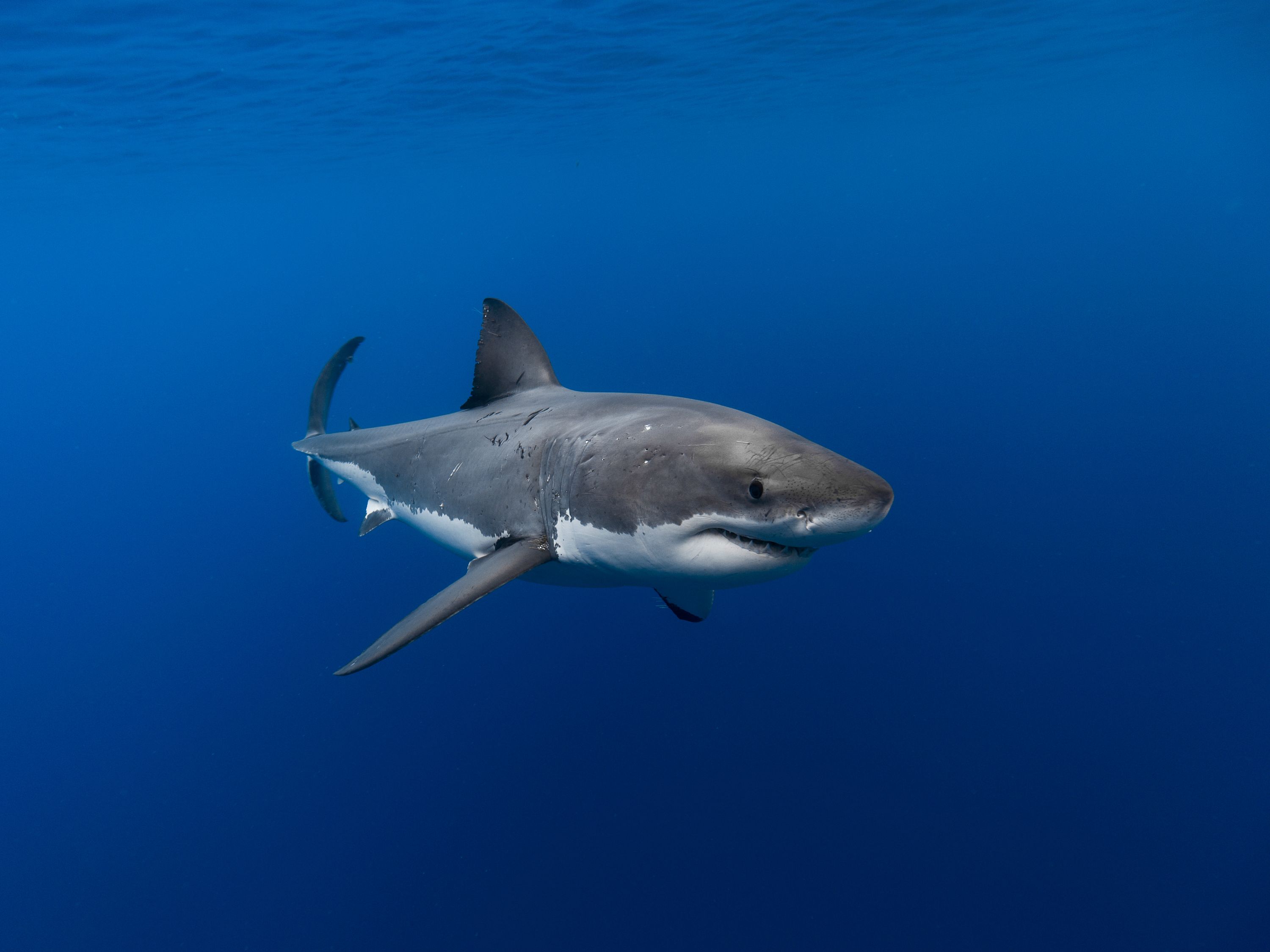 Nova Scotia is for lovers: Are great white sharks using Sable Island as ...