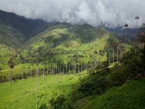 Cocora Valley near Salento, Colombia. One of the major tourist attractions of the country.