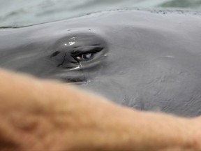 In this June 8, 2017 photo, Kina, a false killer whale, works with trainer Jeff Pawloski at Sea Life Park in Waimanalo, Hawaii. The former U.S. Navy research whale that has contributed to groundbreaking science for the past 30 years is again making waves after being sold to a marine amusement park in Hawaii. (AP Photo/Caleb Jones)