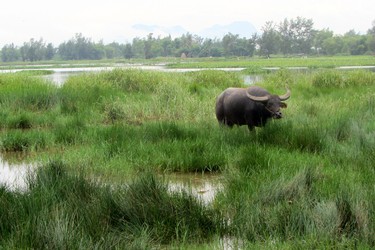 A water buffalo chills near rice paddies.