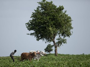 An Indian farmer uses a pair of bulls to plough a vegetable field on the outskirts of Hyderabad, India, in July. Researchers report a link between crop-damaging temperatures and suicide rates in India, where more than 130,000 farmers end their lives every year.