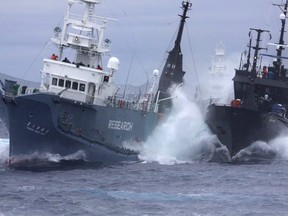 The Sea Shepherd ship Bob Barker, right, and the Japanese whaling ship No. 3 Yushin Maru collide in the waters of Antarctica in this Feb. 6, 2010 photo.