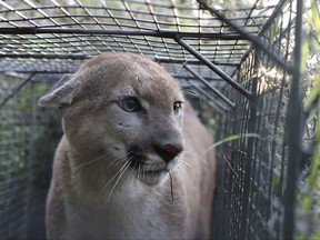 In this April 4, 2017, photo released by the National Park Service shows P-55, a young male Mountain lion that roams the western end of the Santa Monica Mountains in Calif. He was caught and outfitted with a GPS tracking device in April 2017, a few days before P-56 in the same spot. DNA analysis is underway, but they are suspected of being siblings. Biologists documented a rare case of P-55, a cougar from a mountain range hemmed in by metropolitan Los Angeles sprawl, that successfully crossing heavily traveled U.S. 101 and taking up residence in another range, the National Park Service said Monday, Aug. 7, 2017. It's only the fourth documented successful crossing of the 101 by a Santa Monica Mountains lion in 15 years of study. (National Park Service via AP)