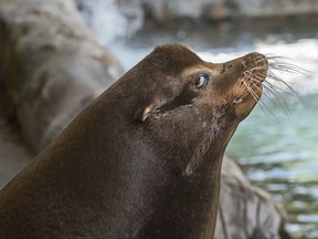 In this Aug. 18, 2017, photo released by the Los Angeles Zoo, shows a nearly 700-pound blind California sea lion named Buddy, who has taken up residence at the Los Angeles Zoo. The zoo said Monday, April 21, that the approximately 10-year-old male sea lion is adapting well to his habitat at the Sea Life Cliffs exhibit since arriving in late May. (Jamie Pham/Los Angeles Zoo via AP)