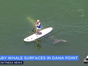 This aerial image from video provided by KABC-TV shows a baby gray whale passing under a paddle boarder in Dana Point Harbor in Dana Point, Calif., Tuesday, Aug. 8, 2017. The whale, about 15 to 18 feet long, cruised into the harbor, swam into a shallow children's area called Baby Beach and circled a pier. Kayakers were able to get within a few feet of the animal, which at one point swam under paddle boarders. (KABC-TV via AP)