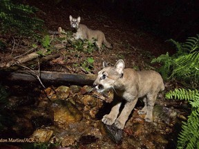 This Aug. 2, 2017 photo provided by the Audubon Canyon Ranch shows two mountain lion kittens they are tracking in Sonoma County near Glen Ellen, Calif., north of San Francisco. The kittens were last photographed when they were just 10 days old, and are expected to stay with their mother for up to two years before they separate and hunt for themselves. (Quinton Martins/Audubon Canyon Ranch via AP)