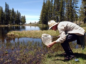 FILE - In this June 11, 2004 file photo Vance T. Vredenburg, a researcher from the University of California, Berkeley, catches a mountain yellow-legged frog in a small pond in the Sierra Nevada near Ebbetts Pass, Calif. Hundreds of California's endangered yellow-legged frogs have been airlifted from their native Sierra Nevada lakes to big city zoos for booster shots and a chance at beating extinction from disease back in the wild. (AP Photo/Rich Pedroncelli, File)