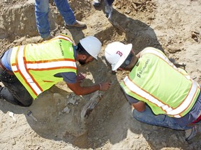 This Monday, Aug. 28, 2017 photo provided by the city of Thornton, Colo., shows workers unearthing a fossil of a triceratops dinosaur discovered by construction workers on Aug. 25 in Thornton. Denver Museum of Nature and Science curator of dinosaurs Joe Sertich says the find is one of three triceratops skulls found along the Colorado Front Range and has likely been there for at least 66 million years. (Lisa Watson/City of Thornton, Colorado, via AP)