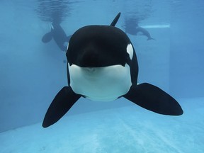 This undated photo provided by SeaWorld shows Kasatka, one of the entertainment company's last killer whales to come from the wild, in its compound at the marine park in San Diego. Kasatka was euthanized Tuesday evening, Aug. 15, 2017, "surrounded by members of her pod, as well as the veterinarians and caretakers who loved her," after battling lung disease for years, the company said in a statement. She was estimated to be 42 years old. (SeaWorld via AP)
