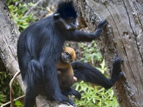 A baby male Francois' langur Monkey rests in a lap of an adult in his enclosure at the Los Angeles Zoo on Thursday, Aug. 31, 2017. Two baby monkeys are swinging into view for the first time at the Los Angeles Zoo. The pair of Francois' langurs began climbing the tall trees in their outdoor monkey habitat. The acrobatic little monkeys are yet to be named. (AP Photo/Richard Vogel)