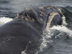 In this Sunday, Aug. 6, 2017 photo provided by NOAA Fisheries a North Pacific right whale swims in the Bering Sea west of Bristol Bay. Jessica Crance, a research biologist with the National Oceanic and Atmospheric Administration, was able to use acoustic equipment to find and photograph two of the extremely endangered whales and obtain a biopsy sample from one. NOAA estimates only 30 to 50 eastern stock North Pacific right whales still remain. (NOAA Fisheries via AP)