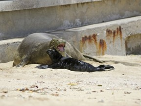 FILE - This Thursday, June 29, 2017 file photo shows a Hawaiian monk seal and her newborn pup on a Waikiki beach in Honolulu. The pup, which has been named Kaimana, has been left by his mother. That has led officials to believe the pup was weaned and could be relocated in a few days. State Department of Land and Natural Resources Dan Dennison says the mother's departure may mean the pup is weaned "but it's too soon to know for sure." (AP Photo/Audrey McAvoy, File)