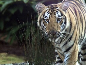 Louisiana State University officially has a new live tiger mascot on its campus. The tiger arrived in Baton Rouge last week, coming from a rescue facility in Okeechobee, Fla. The university announced in a statement that the tiger began its "reign" as Mike VII on Monday, Aug. 21, 2017, the first day of the fall semester. He is an 11-month-old male Siberian-Bengal mix.  (John Ballance/The Advocate via AP)