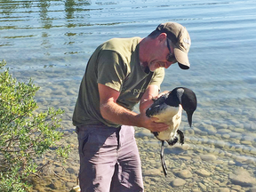 Don Gibson helps a loon entangled in a fishing line on Fish Lake near Nordegg, Alberta. "He knew exactly what he was doing'" Gibson said.