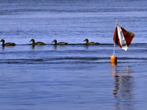 Scientists say the likely culprits are climate change and invasive species. In Maine, the invaders are other seaweeds. (AP Photo/Charles Krupa)