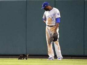 Kansas City Royals center fielder Lorenzo Cain watches as a cat runs past during the sixth inning of the team's baseball game against the St. Louis Cardinals on Wednesday, Aug. 9, 2017, in St. Louis. (AP Photo/Jeff Roberson)