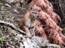 Hikers videotaped a nerve-wracking stare-down with a wild mountain lion. 