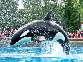 Ikaika the whale at Marineland in 2008.