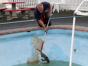 Sam Holland, of Animal Control of South Jersey, captured a 4-foot alligator that was in the outdoor pool of Bayview Inn & Suites, in Atlantic City, NJ, Tuesday, Aug. 15, 2017. (Craig Matthews/The Press of Atlantic City via AP)