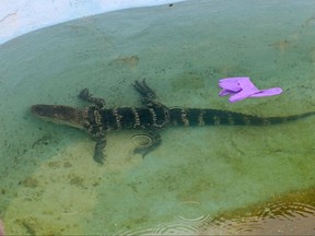 FILE - In this Aug. 15, 2017 file photo. a 4-foot alligator was found and removed from an outdoor pool at the Bayview Inn & Suites, in Atlantic City, NJ. Authorities say the 3-foot-long (0.91-meter-long) alligator found at the Bayview Inn & Suites in Atlantic City was part of a rap video filmed there by two men. The alligator was found when police conducted a raid at the site. Items found during the raid led to the arrest Tuesday, Aug. 29,  of the two men on armed robbery charges. (Craig Matthews/The Press of Atlantic City via AP)