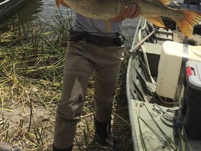 This Aug. 2015 photo provided by the Nevada Department of Wildlife shows state fisheries biologist Kim Tisdale holding one of the Northern pike removed from Comins Lake in eastern Nevada during an effort to eradicate the invasive predators. The agency is offering a $10,000 reward to help nab the suspect who apparently introduced the species into the lake again in recent months. (Courtesy of the Nevada Department of Wildlife via AP)