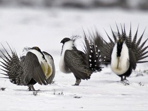 Wildlife advocates warn that the proposed changes would undercut a hard-won struggle to protect the greater sage grouse. (AP Photo/David Zalubowski, File)