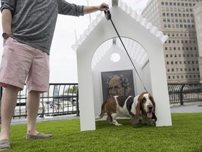 Riley, a basset hound, exits Noah Scalin's "The Hand That Feeds" at Dogumenta (I) NYC, Friday, Aug. 11, 2017, in New York. The art show, featuring 10 sculptures and installations created specifically for dogs, will be on display at Brookfield Place in Lower Manhattan from Aug. 11 through 13. (AP Photo/Mary Altaffer)