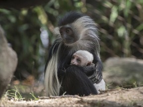 In this Aug. 21, 2017 photo provided by the Wildlife Conservation Society, a female Angolan colobus monkey holds her offspring at the Bronx Zoo in New York. The baby was born at the zoo in August 2017. The species is native to northern Angola and parts of the Democratic Republic of Congo, with a second population found in Tanzania and Kenya. (Julie Larsen-Maher/Wildlife Conservation Society via AP)
