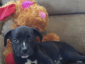 In this July 16, 2016 photo provided by Sara Butler, Peanut, a puppy adopted by Butler reclines on a sofa in Butler's Gloversville, N.Y., home. Peanut, who was adopted from a New York Pet Rescue shelter, died of parvovirus. A new law signed by Gov. Andrew Cuomo this month increases state oversight of non-profit rescues, which have been exempt from regulations that apply to commercial pet stores and municipal animal shelters. (Sara Butler via AP)