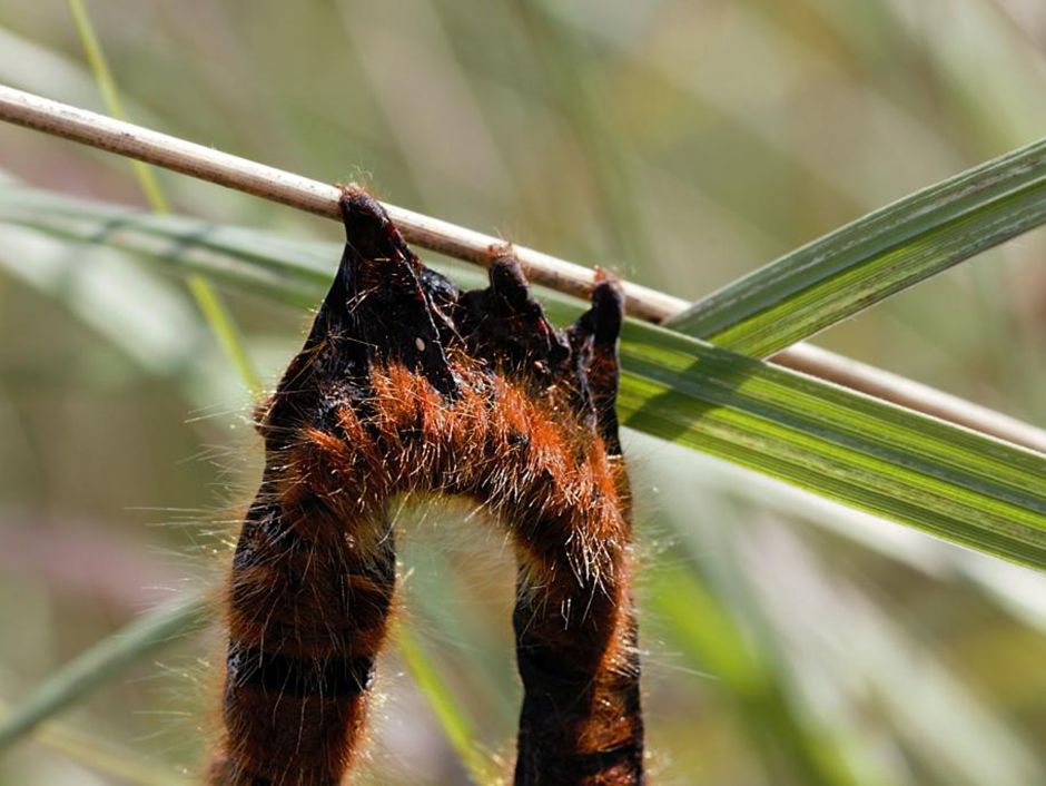 This Parasite Turns Plants Into Zombies - The New York Times