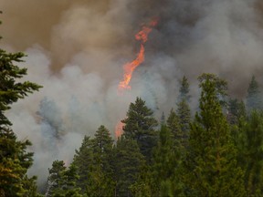 A tree explodes into flames as the wind whips up the southern front of a wildfire as it burns near Sisters, Ore., Thursday, Aug. 17, 2017. (Andy Tullis /The Bulletin via AP)