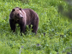 FILE - This July 6, 2011 file photo shows a grizzly bear roaming near Beaver Lake in Yellowstone National Park, Wyo. Wildlife advocates and a Montana Indian tribe are asking a U.S. court to restore protections for grizzly bears in and around Yellowstone National Park so that trophy hunting of the fearsome animals would not be allowed. (AP Photo/Jim Urquhart, File)