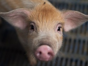 Doctors believe the use of pig organs such as kidneys could end the donor shortage.