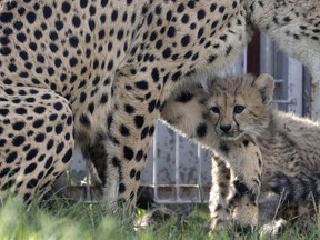One of the newly born cheetah quintuplets plays with its mother Savannah at their enclosure at the zoo in Prague, Czech Republic, Thursday, Aug. 3, 2017. The five cubs, three male and two female, were born on May 15, 2017. Scientists say every cheetah cub is critical to saving the species, which is threatened with extinction in the wild. (AP Photo/Petr David Josek)