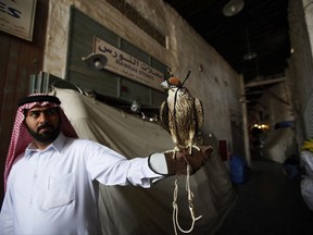 FILE- In this Sunday, Jan. 16, 2011file photo, a man shows his pet falcon at a Doha's Souq Waqif, Qatar. Qatar is scrapping visa requirements for visitors from 80 countries as it weathers a boycott by its neighbors and gears up to host the World Cup in 2022. (AP Photo/Kin Cheung, File)
